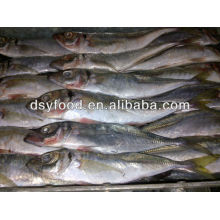 price frozen horse mackerel BQF